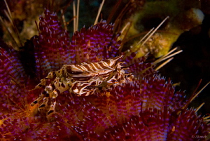 A pointed conversation. Zebra crab. by John Roach 